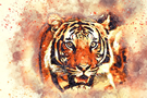 tiger 01 tiger 01