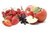 Vierfrucht Vierfrucht